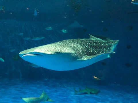 鹿児島水族館 いおワールド-5