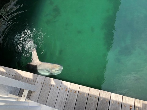 鹿児島水族館 いおワールド-22