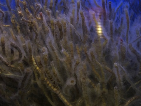 鹿児島水族館 いおワールド-15