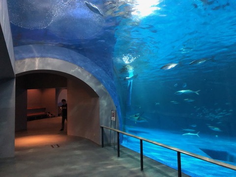 鹿児島水族館 いおワールド-6