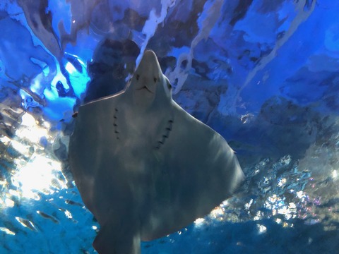 鹿児島水族館 いおワールド-11