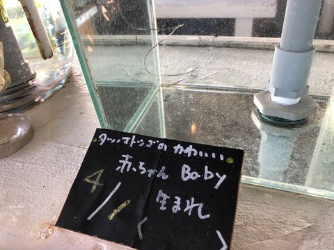 タツノオトシゴハウス-10