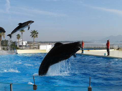 マリンワールド海ノ中道-5
