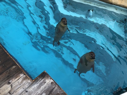 マリンワールド海ノ中道-27