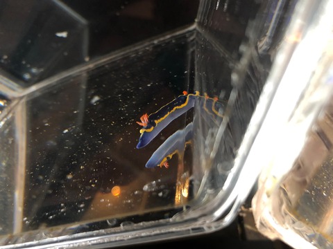 鹿児島水族館 いおワールド-14