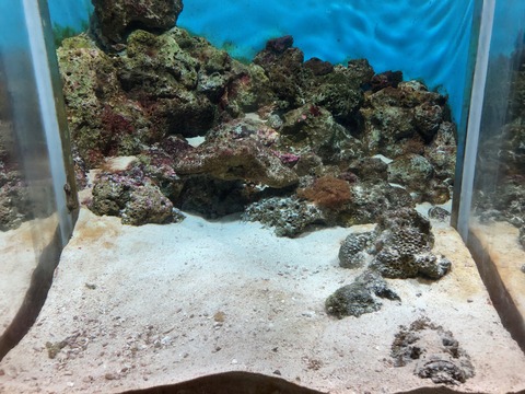 鹿児島水族館 いおワールド-8