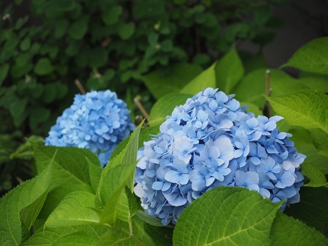 P8110333_R