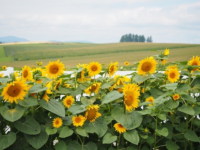 P8100038_R