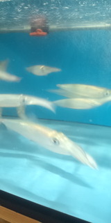 DCF00038