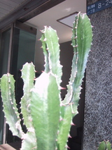 CACTUS