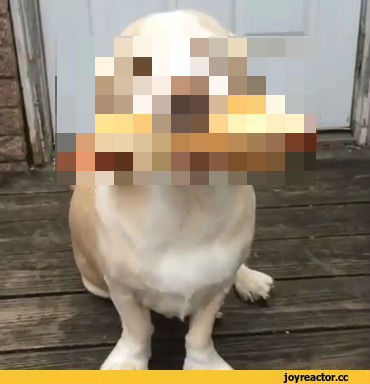 とうとう犬同士の共食いが始まる クビエン