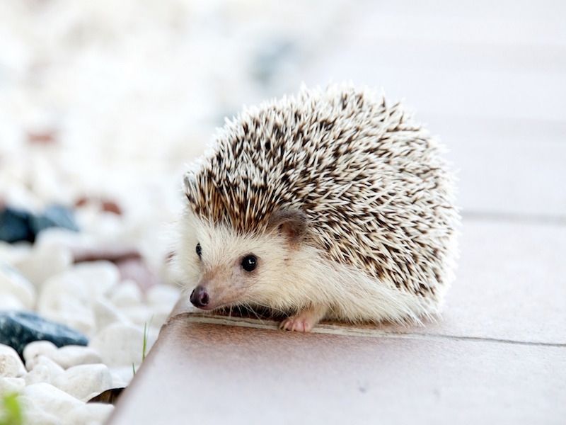 hedgehog_0_800