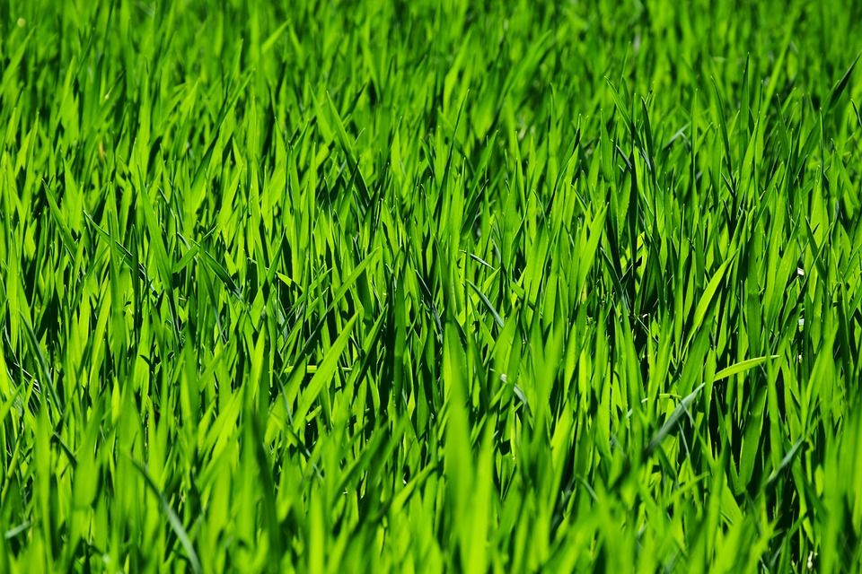 grass-3336700_960_720