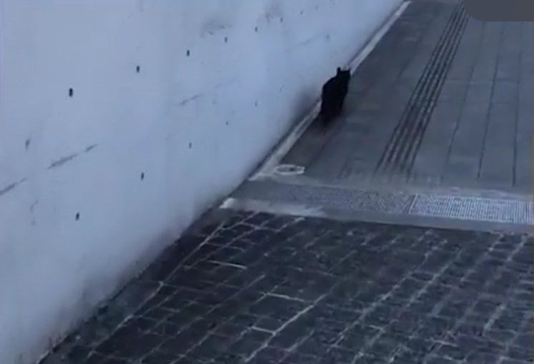 【悲報】美術館に侵入したネッコ、また締め出される