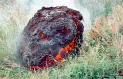 [悲報]野獣先輩、石だった(画像あり)
