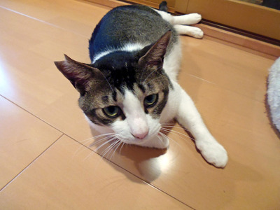 銀トラ(今年の耳裏)②