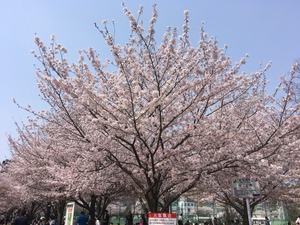 桜