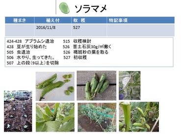 ソラマメ・フェイスブック170528