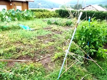 台風一過6桃太郎トマト