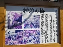道真