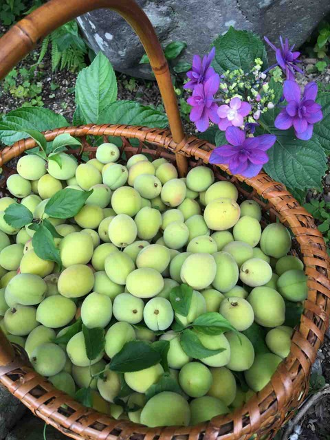 【たかこ】モビール6点 ❤︎鶴/富士山/梅/松❤︎クジラ❤︎お月見❤︎カモメ❤︎ 他 drawing #pixelart