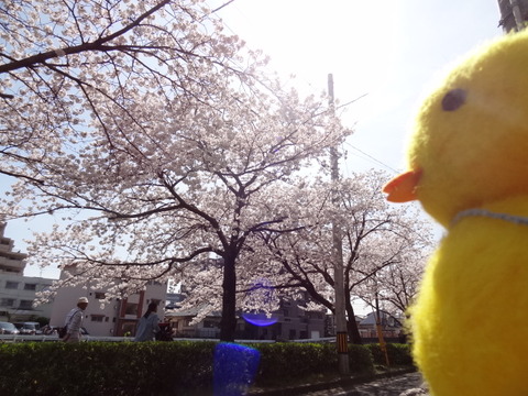 DSC06005