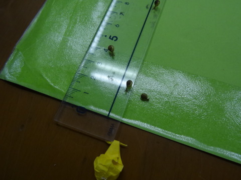 DSC06242