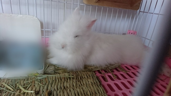 ぼかし丸_20180714_115208