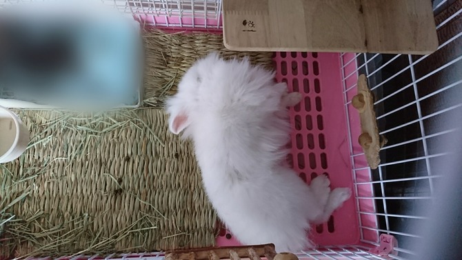 ぼかし丸_20180714_114853