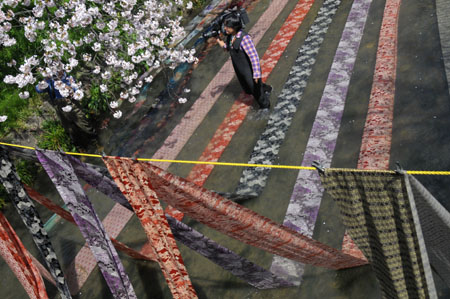 cherry blossom