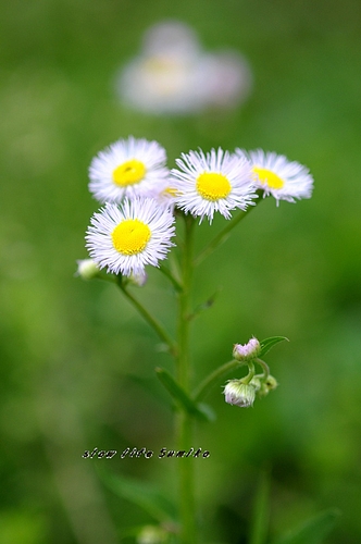 草むらの花 草むらの花
