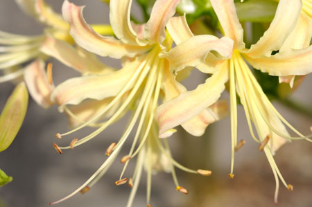 cluster amaryllis