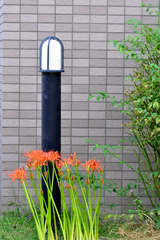 cluster amaryllis