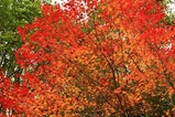紅葉1