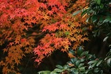 紅葉2
