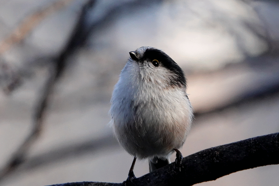 エナガとルリビタキのgifアニメ 鳥写真マンガ