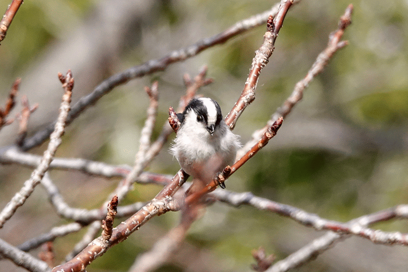 エナガのgifアニメも 鳥写真マンガ