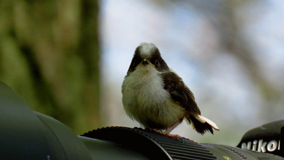 エナガっ子のgifアニメ 鳥写真マンガ