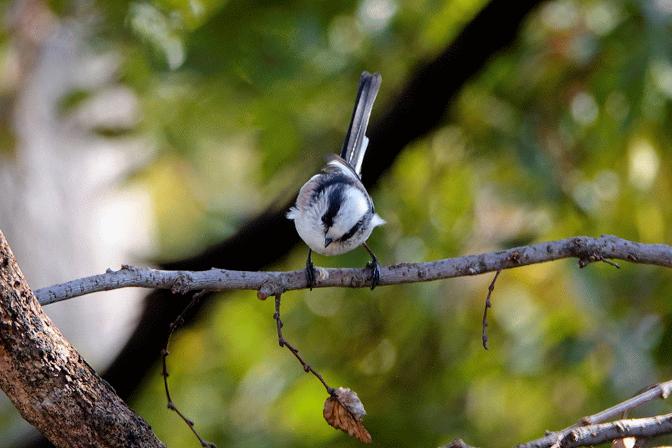 最近のgifアニメを 鳥写真マンガ
