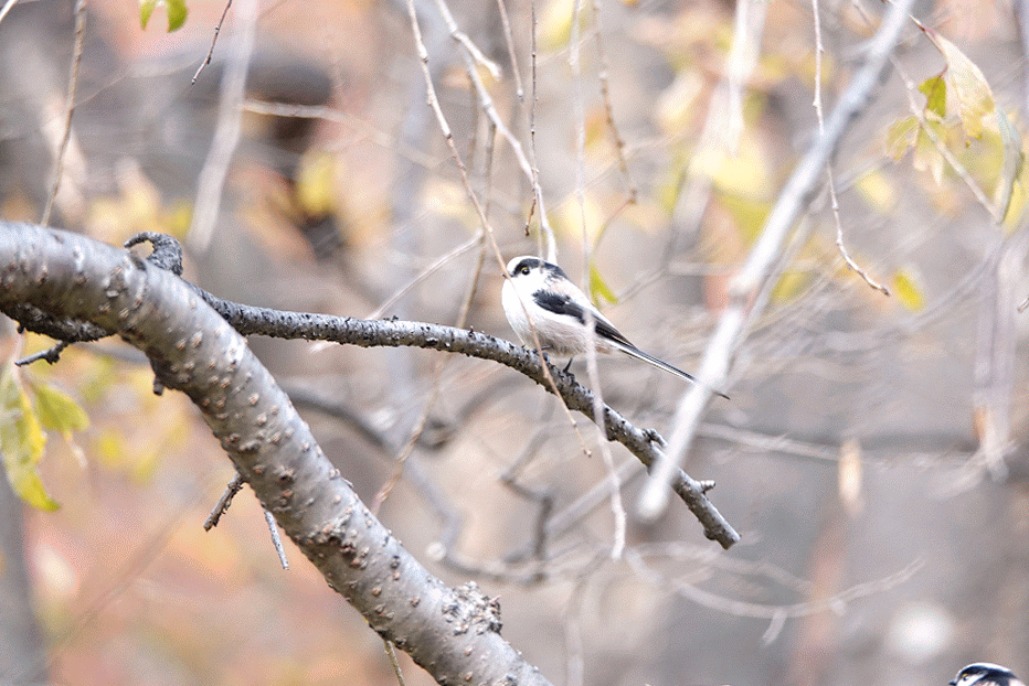 エナガのgifアニメ 鳥写真マンガ