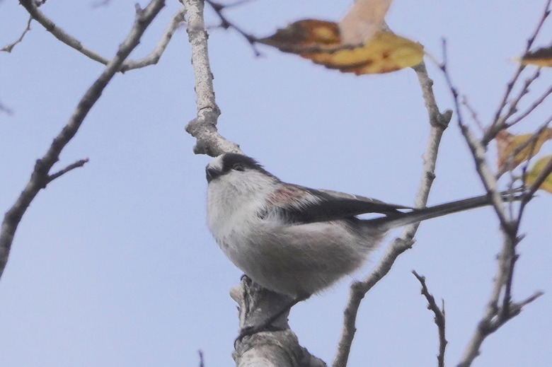 DSC05011