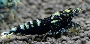 857b84fb9a02a9c838d96e3f5e06e687