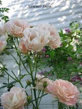 Rose��������