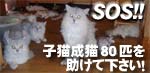 ��ǭ��ǭ80ɤSOS