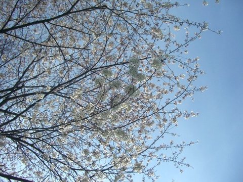 花見桜