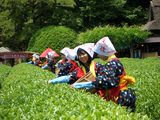 茶摘みは楽し