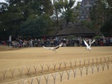 2007年1月3日 岡山後楽園 丹頂の飛翔