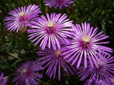野に咲く華