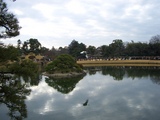 岡山後楽園『初春祭』タンチョウ放鳥 2009.1.3撮影
