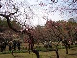 後楽園の枝垂れ(しだれ)梅と岡山城 2008.3.2